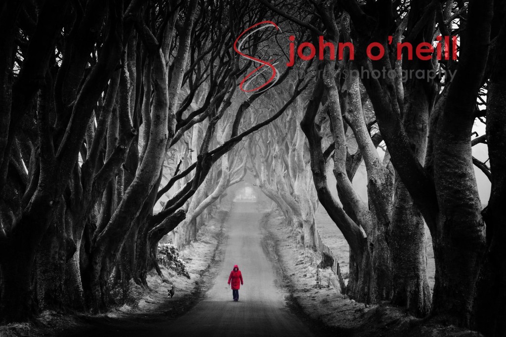 The Dark Hedges in Game Of Thrones By John O'Neill
