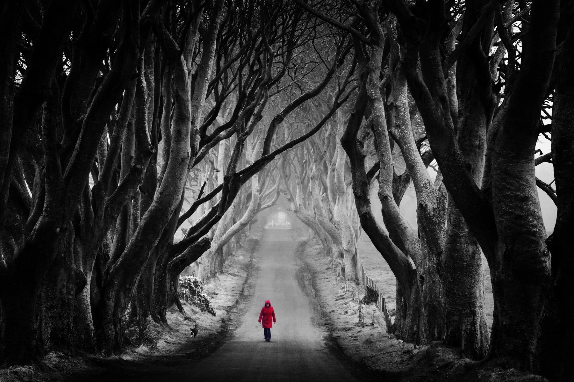 The Dark Hedges N Ireland Sperrins Photography