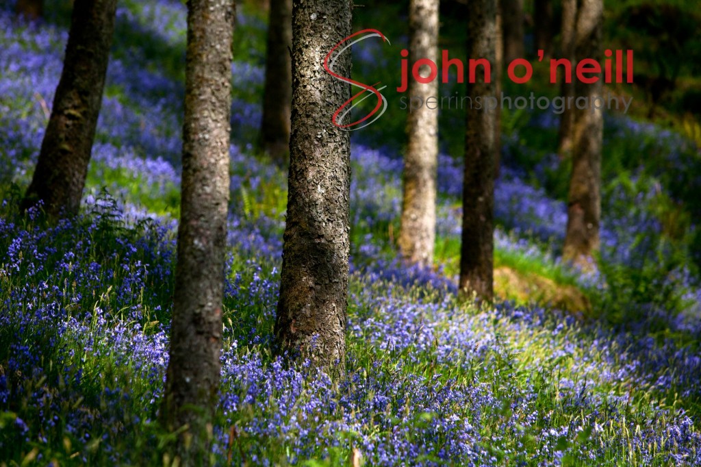 Sperrins Photography, The Sperrin Mountains, Bluebell woods